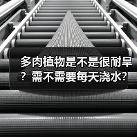 多肉植物是不是很耐旱?需不需要每天浇水?多肉植物该怎么浇水?(图4) 多肉植物是不是很耐旱?需不需要每天浇水?多肉植物该怎么浇水?(图4)