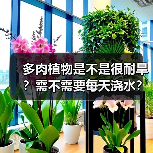 多肉植物是不是很耐旱?需不需要每天浇水?多肉植物该怎么浇水?(图3) 多肉植物是不是很耐旱?需不需要每天浇水?多肉植物该怎么浇水?(图3)