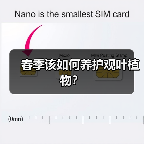 春季该如何养护观叶植物?(图1) 春季该如何养护观叶植物?(图1)
