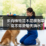 多肉植物是不是很耐旱?需不需要每天浇水?多肉植物该怎么浇水?(图1) 多肉植物是不是很耐旱?需不需要每天浇水?多肉植物该怎么浇水?(图1)