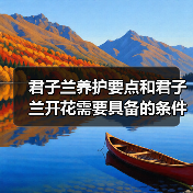 君子兰养护要点和君子兰开花需要具备的条件,你都需要注意这些(图4) 君子兰养护要点和君子兰开花需要具备的条件,你都需要注意这些(图4)