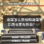 鸢尾怎么繁殖和鸢尾常见病虫害有哪些?(图1) 鸢尾怎么繁殖和鸢尾常见病虫害有哪些?(图1)