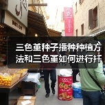 三色堇种子播种种植方法和三色堇如何进行扦插繁殖(图2) 三色堇种子播种种植方法和三色堇如何进行扦插繁殖(图2)
