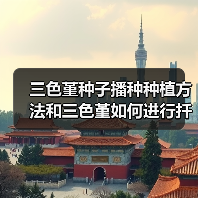 三色堇种子播种种植方法和三色堇如何进行扦插繁殖(图3) 三色堇种子播种种植方法和三色堇如何进行扦插繁殖(图3)