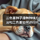三色堇种子播种种植方法和三色堇如何进行扦插繁殖(图4) 三色堇种子播种种植方法和三色堇如何进行扦插繁殖(图4)