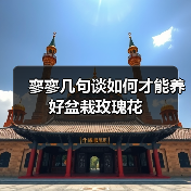 寥寥几句谈如何才能养好盆栽玫瑰花（图2）