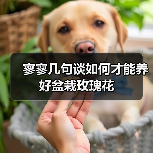 寥寥几句谈如何才能养好盆栽玫瑰花（图3）