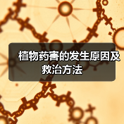 植物药害的发生原因及救治方法(图3) 植物药害的发生原因及救治方法(图3)