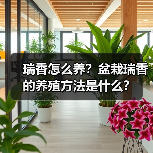 瑞香怎么养?盆栽瑞香的养殖方法是什么?(图2) 瑞香怎么养?盆栽瑞香的养殖方法是什么?(图2)