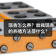 瑞香怎么养?盆栽瑞香的养殖方法是什么?(图3) 瑞香怎么养?盆栽瑞香的养殖方法是什么?(图3)