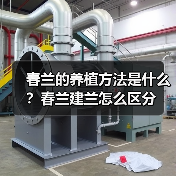 春兰的养植方法是什么?春兰建兰怎么区分(图3) 春兰的养植方法是什么?春兰建兰怎么区分(图3)