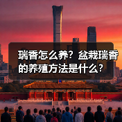 瑞香怎么养?盆栽瑞香的养殖方法是什么?(图4) 瑞香怎么养?盆栽瑞香的养殖方法是什么?(图4)
