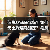 怎样盆栽马蹄莲?如何无土栽培马蹄莲?马蹄莲的病虫害有哪些?(图1) 怎样盆栽马蹄莲?如何无土栽培马蹄莲?马蹄莲的病虫害有哪些?(图1)