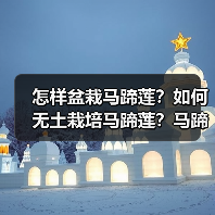 怎样盆栽马蹄莲?如何无土栽培马蹄莲?马蹄莲的病虫害有哪些?(图4) 怎样盆栽马蹄莲?如何无土栽培马蹄莲?马蹄莲的病虫害有哪些?(图4)