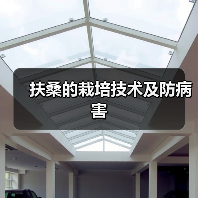 扶桑的栽培技术及防病害(图4) 扶桑的栽培技术及防病害(图4)