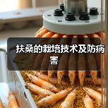 扶桑的栽培技术及防病害(图3) 扶桑的栽培技术及防病害(图3)