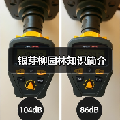 银芽柳园林知识简介（图3）