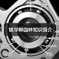 银芽柳园林知识简介（图2）