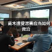 苗木遭受涝害应当如何救治（图3）
