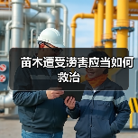 苗木遭受涝害应当如何救治（图2）