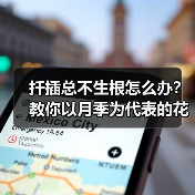 扦插总不生根怎么办?教你以月季为代表的花卉扦插最简单方法(图2) 扦插总不生根怎么办?教你以月季为代表的花卉扦插最简单方法(图2)