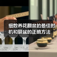 细数养花翻盆的最佳时机和翻盆的正确方法（图3）