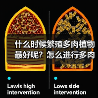 什么时候繁殖多肉植物最好呢?怎么进行多肉叶插繁殖?(图2) 什么时候繁殖多肉植物最好呢?怎么进行多肉叶插繁殖?(图2)