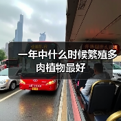 一年中什么时候繁殖多肉植物最好(图1) 一年中什么时候繁殖多肉植物最好(图1)