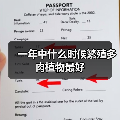 一年中什么时候繁殖多肉植物最好(图2) 一年中什么时候繁殖多肉植物最好(图2)