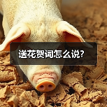 送花贺词怎么说?(图1) 送花贺词怎么说?(图1)