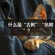 什么是“古树”“名树”?(图2) 什么是“古树”“名树”?(图2)