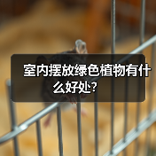 室内摆放绿色植物有什么好处?(图1) 室内摆放绿色植物有什么好处?(图1)