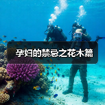 孕妇的禁忌之花木篇(图4) 孕妇的禁忌之花木篇(图4)