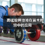 高锰酸钾溶液在苗木栽培中的应用(图1) 高锰酸钾溶液在苗木栽培中的应用(图1)