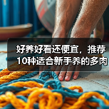 好养好看还便宜,推荐10种适合新手养的多肉,附养护方法(图2) 好养好看还便宜,推荐10种适合新手养的多肉,附养护方法(图2)