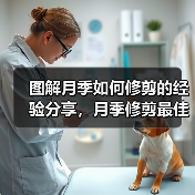 图解月季如何修剪的经验分享，月季修剪最佳时间、长度、次数总结（图2）