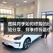 图解月季如何修剪的经验分享，月季修剪最佳时间、长度、次数总结（图3）