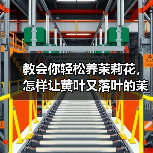 教会你轻松养茉莉花，怎样让黄叶又落叶的茉莉花重新生长（图1）
