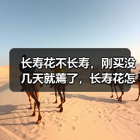长寿花不长寿,刚买没几天就蔫了,长寿花怎么养小手册(图4) 长寿花不长寿,刚买没几天就蔫了,长寿花怎么养小手册(图4)