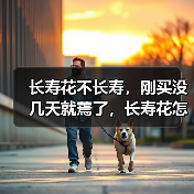 长寿花不长寿,刚买没几天就蔫了,长寿花怎么养小手册(图1) 长寿花不长寿,刚买没几天就蔫了,长寿花怎么养小手册(图1)