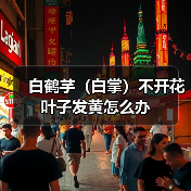 白鹤芋(白掌)不开花叶子发黄怎么办(图1) 白鹤芋(白掌)不开花叶子发黄怎么办(图1)