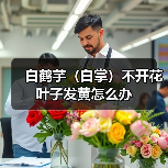 白鹤芋(白掌)不开花叶子发黄怎么办(图2) 白鹤芋(白掌)不开花叶子发黄怎么办(图2)