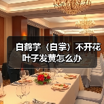 白鹤芋(白掌)不开花叶子发黄怎么办(图3) 白鹤芋(白掌)不开花叶子发黄怎么办(图3)