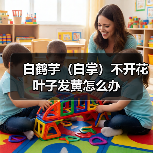 白鹤芋(白掌)不开花叶子发黄怎么办(图4) 白鹤芋(白掌)不开花叶子发黄怎么办(图4)