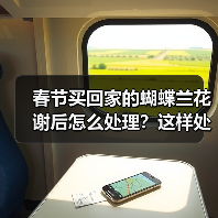春节买回家的蝴蝶兰花谢后怎么处理?这样处理延长蝴蝶兰花期(图1) 春节买回家的蝴蝶兰花谢后怎么处理?这样处理延长蝴蝶兰花期(图1)