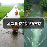盆栽梅花的种植方法（图2）