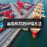 盆栽梅花的种植方法（图3）
