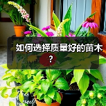 如何选择质量好的苗木?(图1) 如何选择质量好的苗木?(图1)