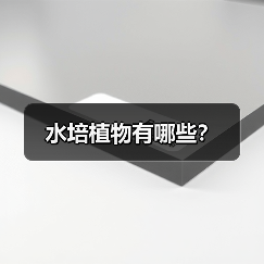 水培植物有哪些?(图1) 水培植物有哪些?(图1)