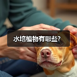 水培植物有哪些?(图2) 水培植物有哪些?(图2)